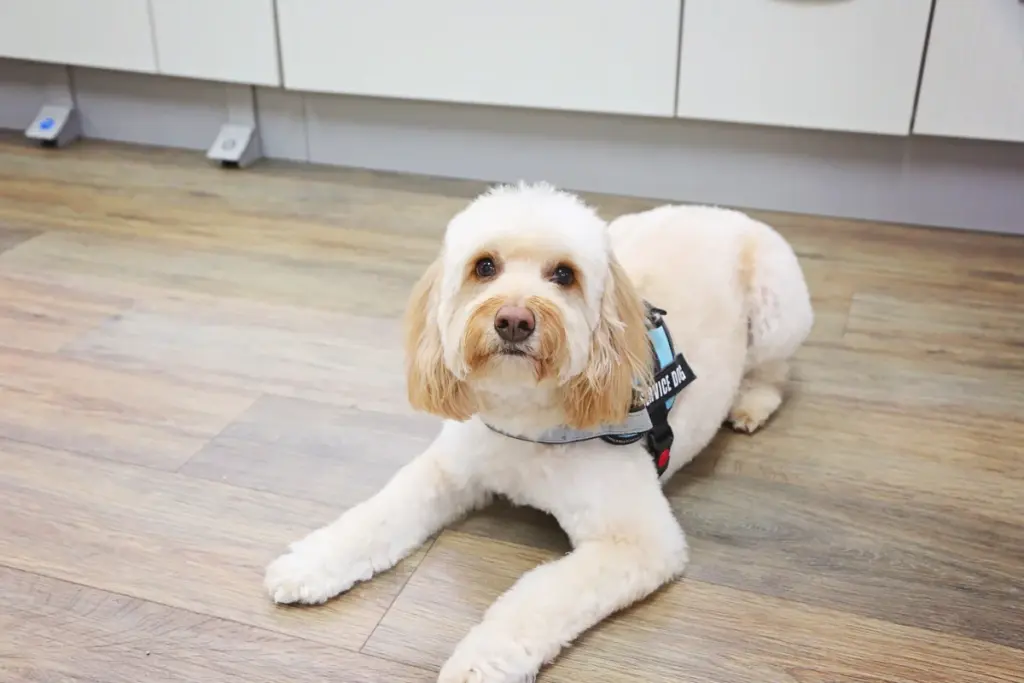 A therapy dog in a service harness lying on the floor of a dental office