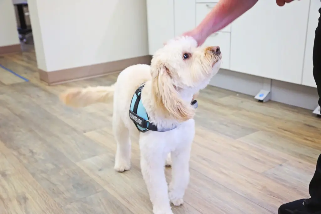A therapy dog in a service harness being petted at Diamond Dental in Tulsa