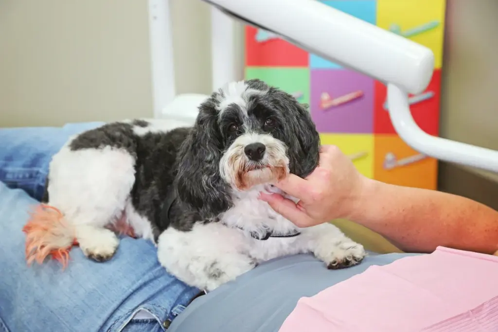 A therapy dog resting on a patient's lap in a dental treatment room