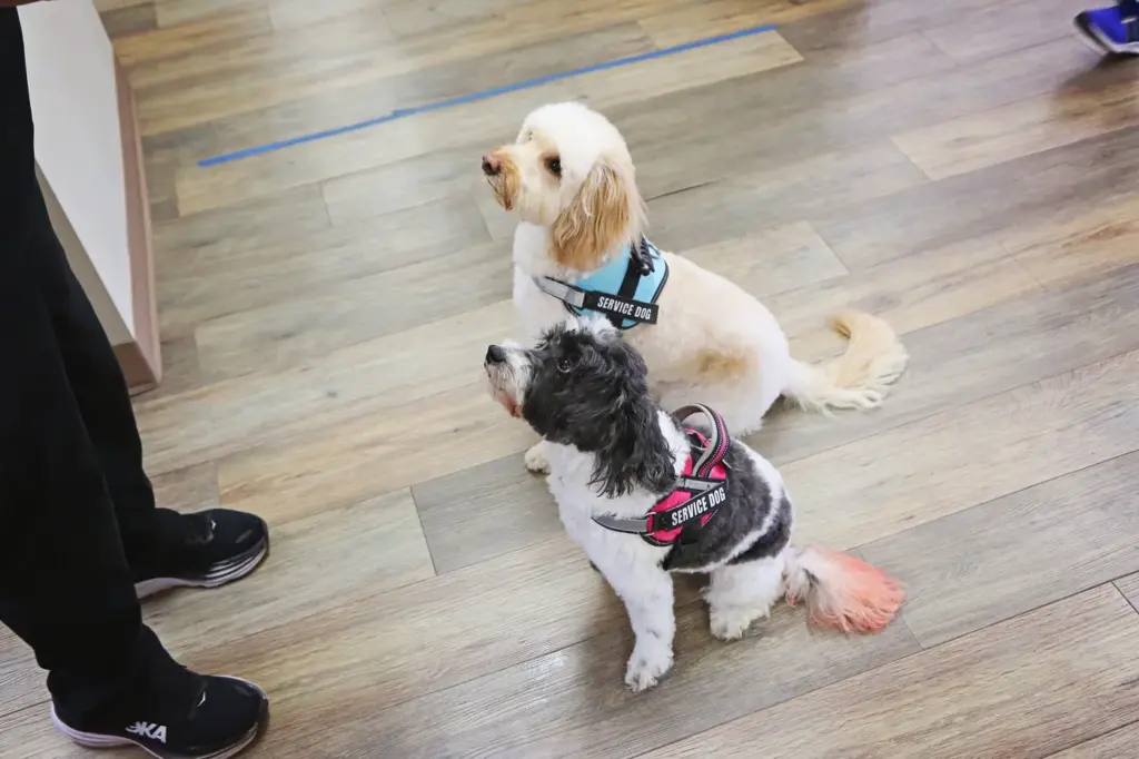 Two therapy dogs in service harnesses at Diamond Dental in Tulsa